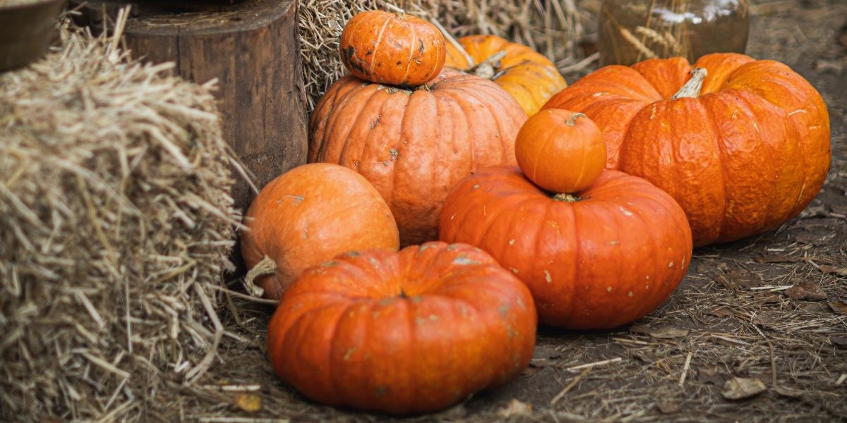 Ein Tag im Zeichen des Kürbisses